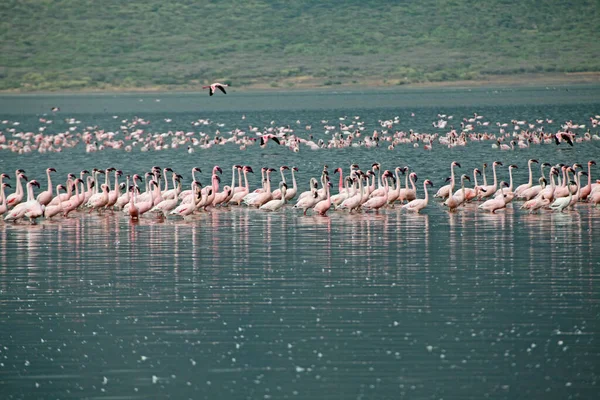 Trpasličí Plameňáci Jezera Bogoria — Stock fotografie