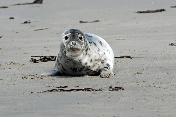 Marine Thema Tapete Tageslicht Aufnahme — Stockfoto