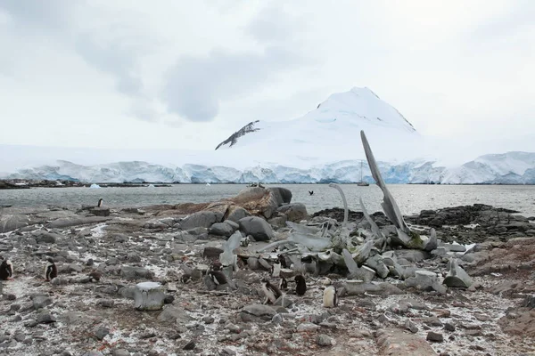 Pinguins Gentoo Antártida — Fotografia de Stock