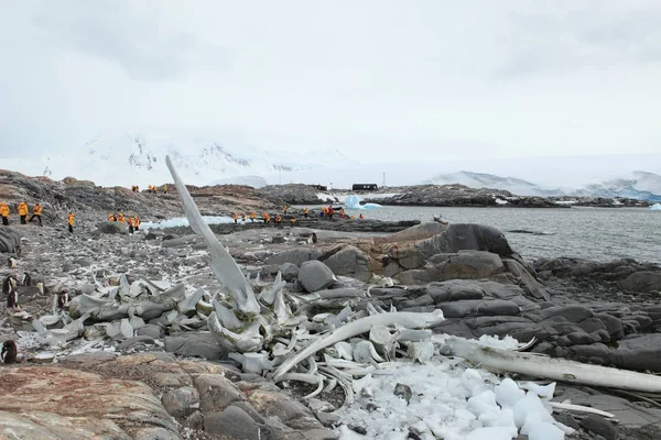 Кости Кишечника Антарктическом Пляже — стоковое фото