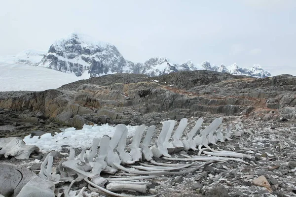 Antártica Clima Frio Iceberg — Fotografia de Stock