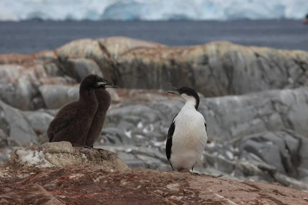 Vista Panoramica Bellissimo Uccello Cormorano Natura — Foto Stock