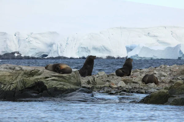 Leões Marinhos Aquáticos Antártica — Fotografia de Stock