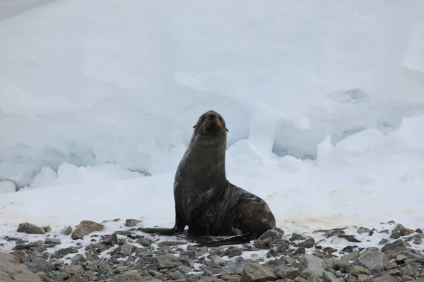 Otaries Aquatiques Antarctique — Photo