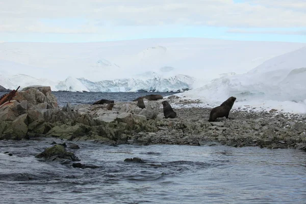 Leões Marinhos Aquáticos Antártica — Fotografia de Stock
