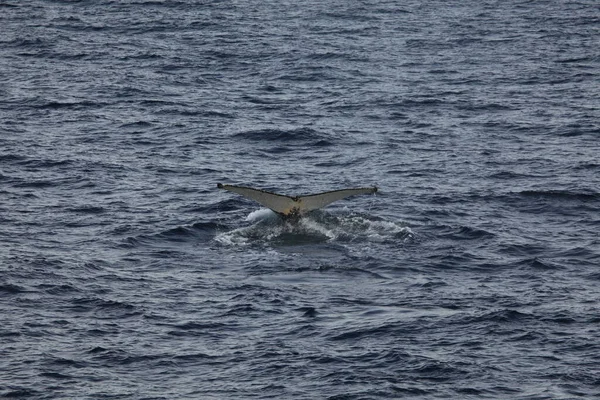 Bultrug Walvisstaart Oceaanwater Baleinwalvis — Stockfoto