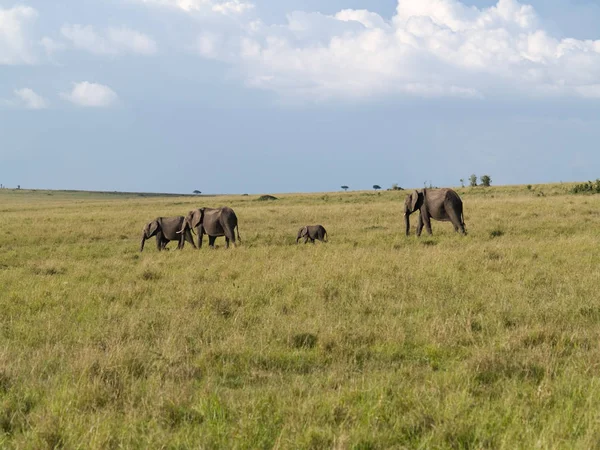 Elefantentier Afrikanisches Tier — Stockfoto
