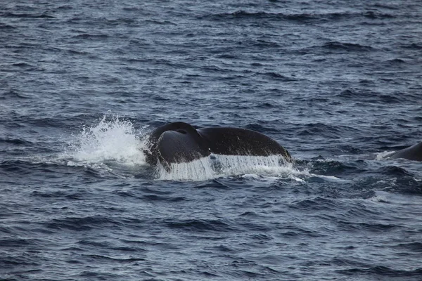 Humbak Wieloryb Oceanicznej Wodzie Wieloryb Bnik — Zdjęcie stockowe