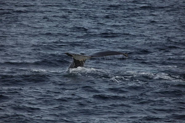 Buckelwal Schwanz Meerwasser Baleen Wal — Stockfoto