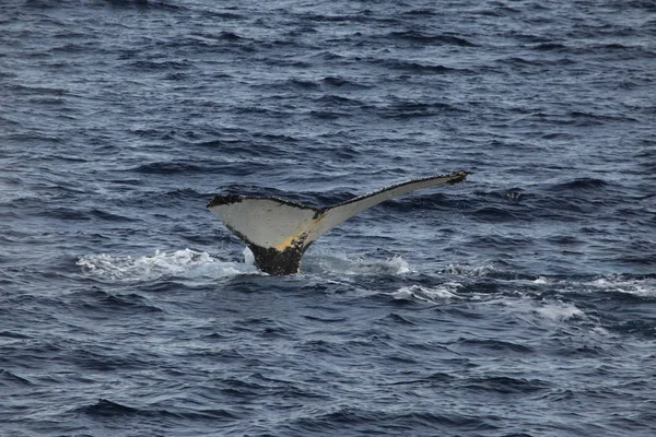 Queue Rorqual Bosse Dans Eau Mer Baleine Fanons — Photo