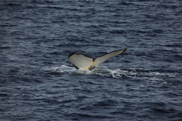 Humbak Wieloryb Oceanicznej Wodzie Wieloryb Bnik — Zdjęcie stockowe