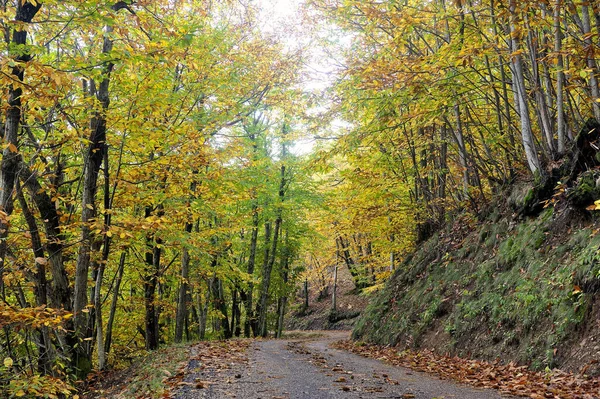 Ундервуд Осенью Франции Cevennes — стоковое фото