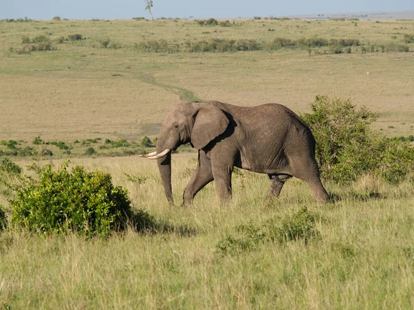 Fil Hayvanı Afrika Hayvanı — Stok fotoğraf