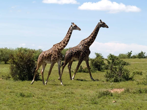 Troupeau Girafes Animaux Savane — Photo