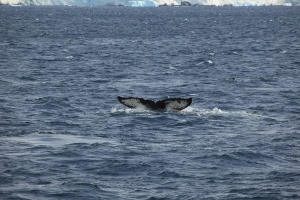 Humpback Whales Antarctica — Stock Photo, Image