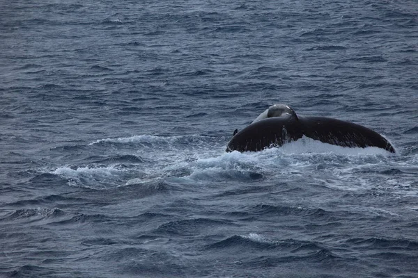 Humpback Whales Antarctica — Stock Photo, Image