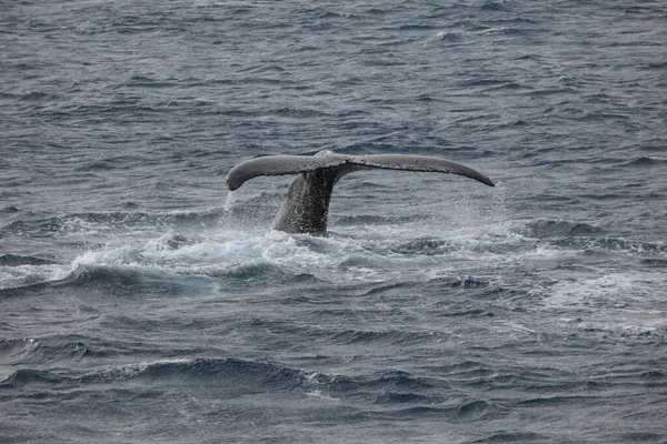 南極のザトウクジラは — ストック写真