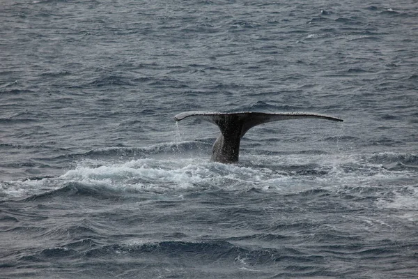 Baleias Jubarte Antarctica — Fotografia de Stock