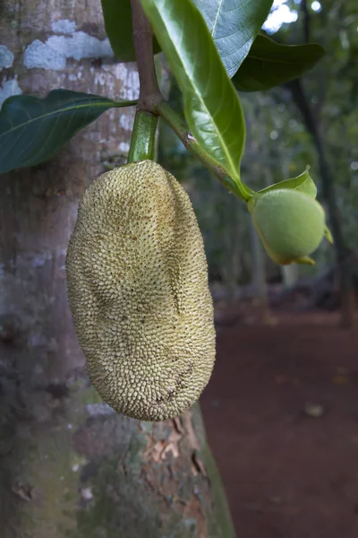 Mangofrüchte Und Grüne Blätter Obstgarten — Stockfoto