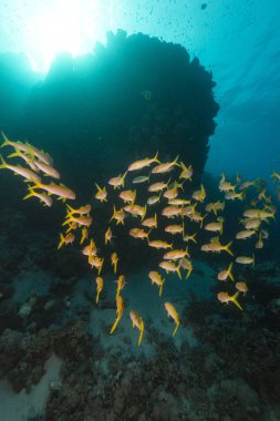 Yellowfin goatfish (mulloidichthys vanicolensis) in the Red Sea clipart