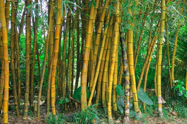 Зеленые Бамбуковые Деревья Флора Листва — стоковое фото