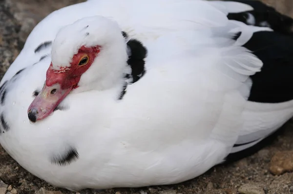 Naturskön Utsikt Över Sjölandskapet — Stockfoto