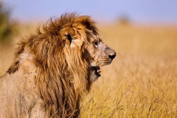 Lejonporträtt Masai Mara Kenya — Stockfoto