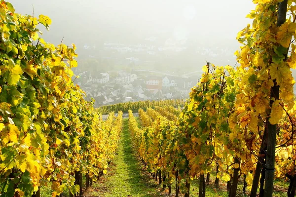 Κίτρινο Αμπελώνα Enkirch Στο Moselle Φθινόπωρο — Φωτογραφία Αρχείου