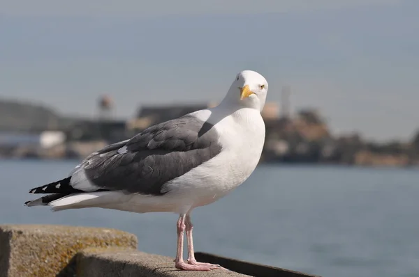 Malerischer Blick Auf Schöne Möwenvögel Der Natur — Stockfoto