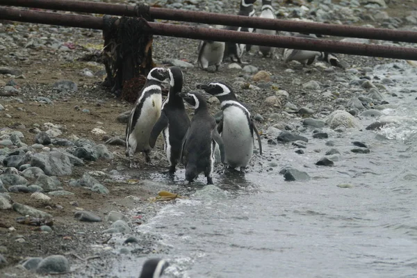 Pinguini Patagonia Durante Giorno — Foto Stock