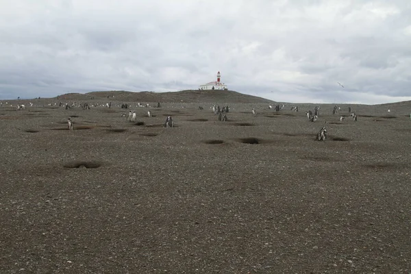 Пингвины Патагонии Дневное Время — стоковое фото
