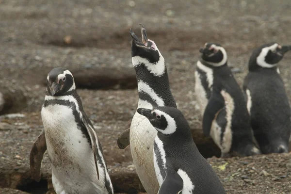 中午在巴塔哥尼亚的企鹅 — 图库照片