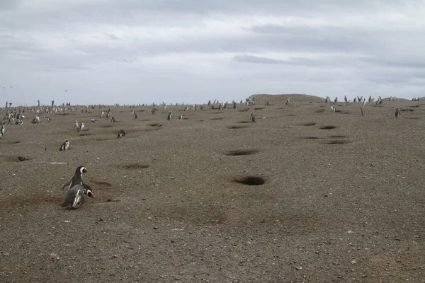 Gündüz Vakti Patagonya Penguenler — Stok fotoğraf