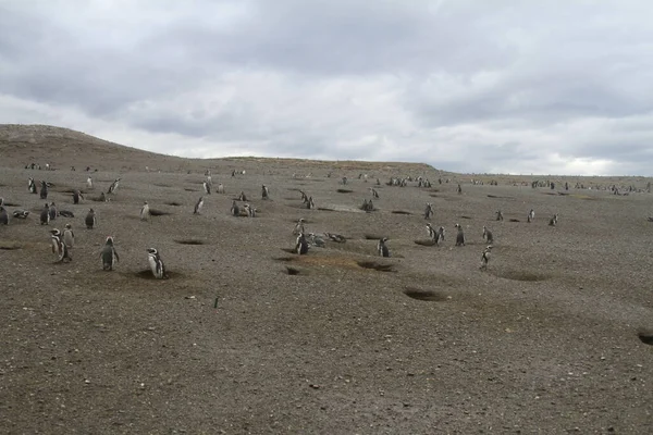 Πιγκουίνοι Στην Παταγονία Την Ημέρα — Φωτογραφία Αρχείου