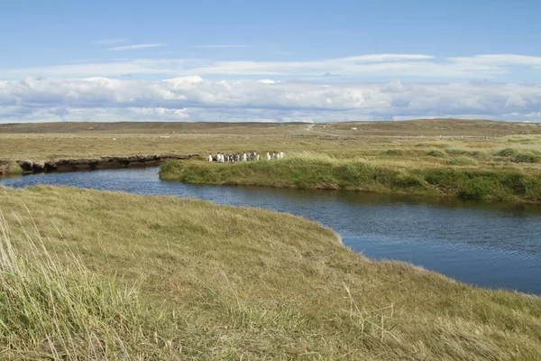 Parqueparque Pinguino Rey Koning Pinguïn Park Tierra Del Fuego — Stockfoto