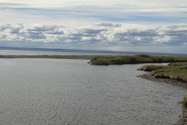 Parqueparque Pinguino Rey Koning Pinguïn Park Tierra Del Fuego — Stockfoto