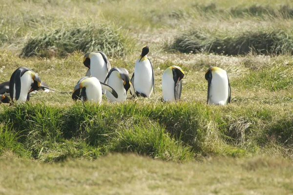 Parqueparque Pinguino Rey Kral Penguen Park Tierra Del Fuego Üzerinde — Stok fotoğraf