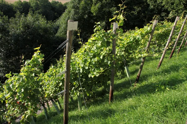 Vinha Uvas Plantação Rural — Fotografia de Stock