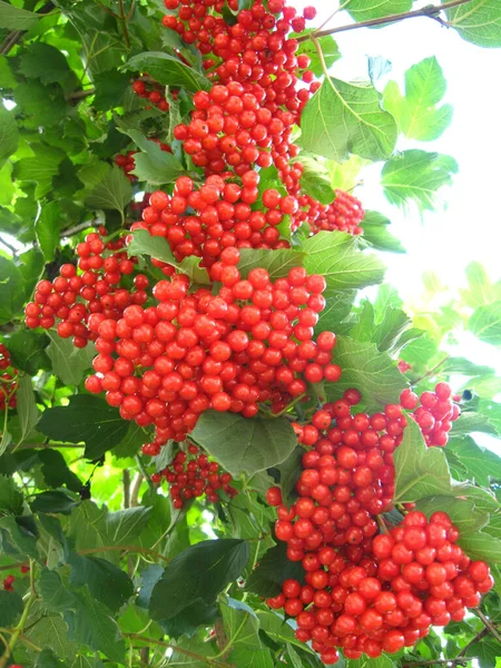 Imagen Del Racimo Una Rosa Guelder Madura Roja — Foto de Stock