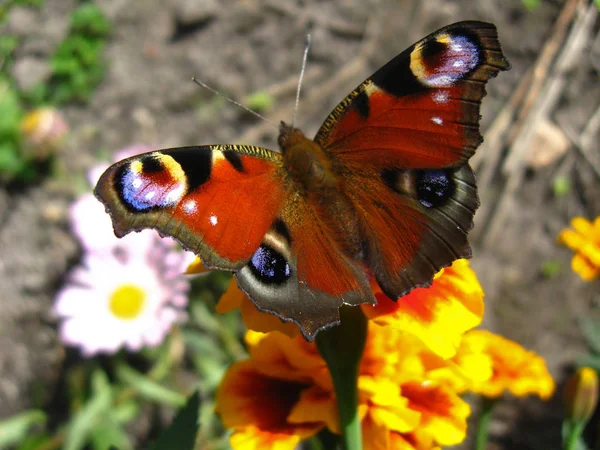 Pávaszemű Pillangó Flóra Rovar — Stock Fotó
