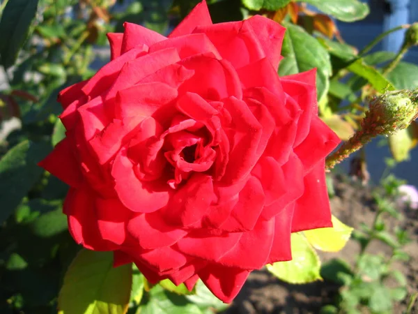 Una Hermosa Flor Suave Rosa Roja — Foto de Stock