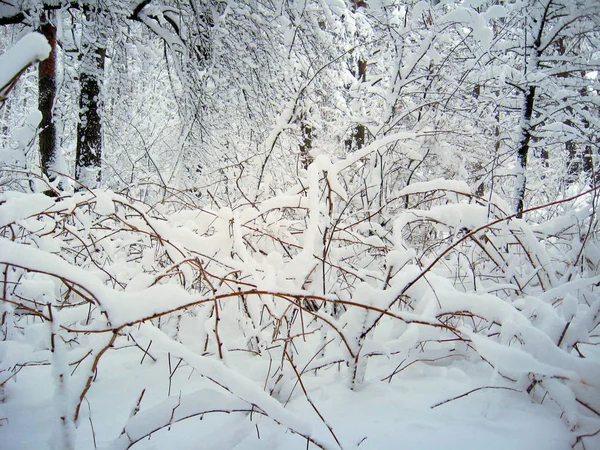 森林中的冬季景观 有松树和雪飘飘 — 图库照片