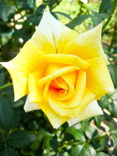 Das Bild Der Schönen Blume Der Sanften Gelben Rose — Stockfoto