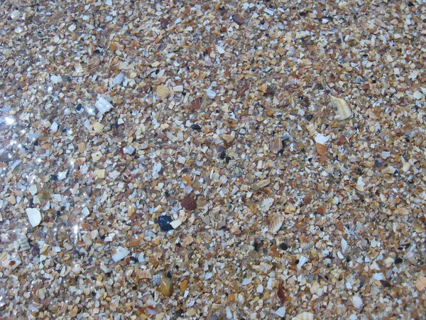 모래와 껍질에서 배경의 이미지 — 스톡 사진