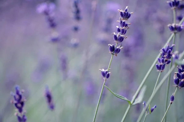 Aromatik Mor Çiçekler Menekşe Lavanta — Stok fotoğraf