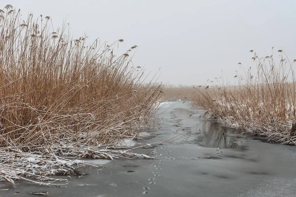 Зимой Озеро Место Сбора Природный Парк Комана Румыния — стоковое фото