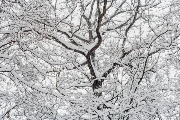 Κοντινή Θέα Μια Χιονισμένη Κορυφή Δέντρου — Φωτογραφία Αρχείου