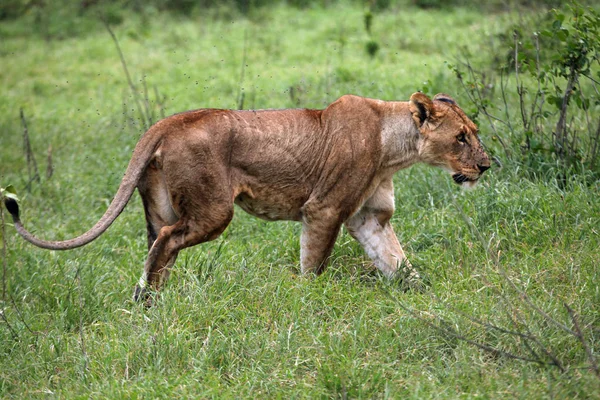 Lionne Dans Parc National Lac Nakuru — Photo