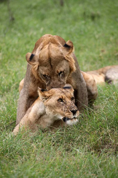 Lions Reproduisant Dans Parc National Lac Nakuru — Photo