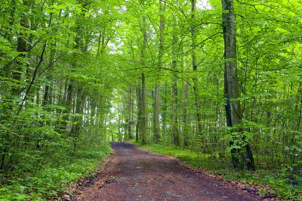 Een Onverharde Weg Het Gemengde Bos Beuken Eiken Elzen Zomer — Stockfoto